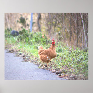 Poster du poulet sur la route