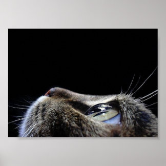 Poster du profil de chat
