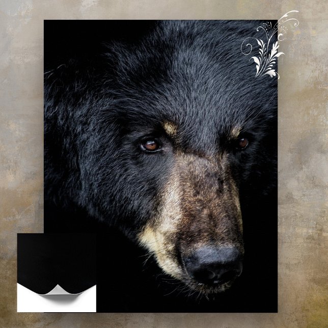 Poster du profil de l'ours noir (Créateur téléchargé)