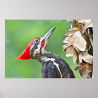 Poster du profil de Pic pileé juvénile