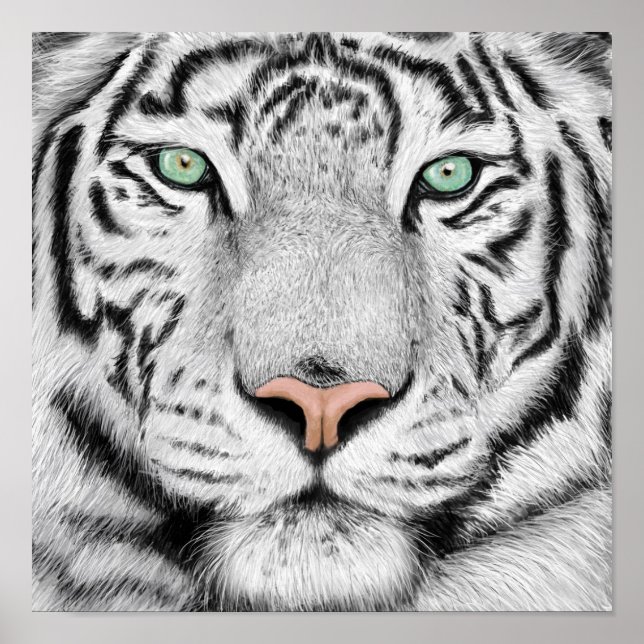 Poster du profil Tiger (Devant)