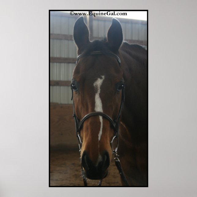 Poster du Quarter Horse (Devant)