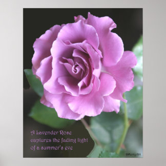 Poster du Rose de lavande : ROSE et PROSE 16x20