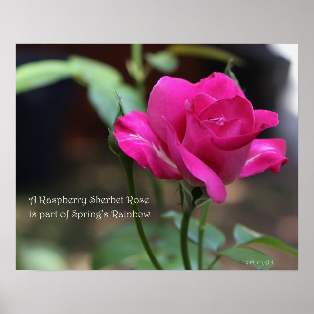 Poster du Rose Raspberry Sherbet : ROSE & PROSE 20 (Devant)