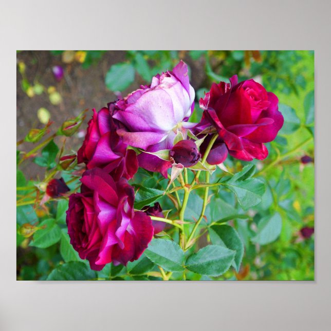 Poster du Rose Wild Blue Yonder #1 (Devant)