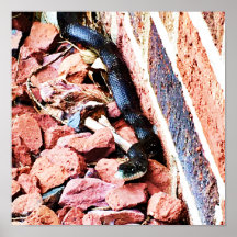 Poster du serpent du Rat oriental