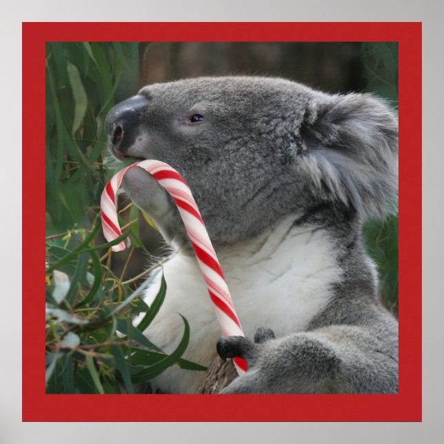 Poster du Sucre de canne alimentaire de Cute Koala (Devant)