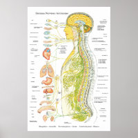 Poster du système nerveux autonome en espagnol Méd