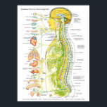 Poster du système nerveux autonome français<br><div class="desc">Poster du système nerveux autonome (Systeme Nerveux Neurovégétatif). Poster du système nerveux autonome en français 18" X 24". Cette image classique colorée montre le système nerveux autonome par rapport à la colonne vertébrale et aux organes internes. Les nerfs sont codés en couleur représentant le système sympathique, parasympathique et cérébral. Systeme...</div>
