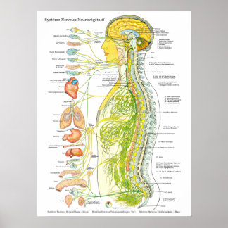 Poster du système nerveux autonome français