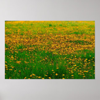 Poster du terrain de Dandelion