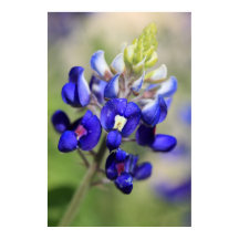 Poster du Texas Bluebonnet