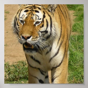 Poster du Tiger Prowl