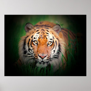 Poster du tigre