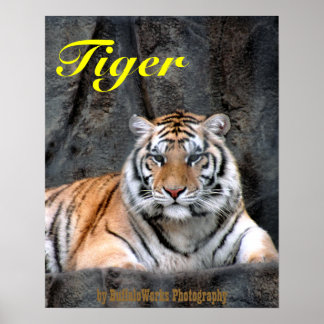 Poster du tigre au repos