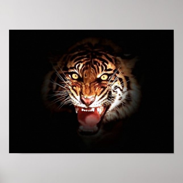 Poster du tigre grondant (Devant)