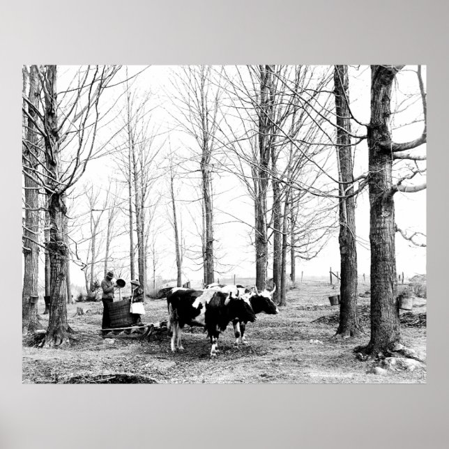 Poster du Vermont du camp de sucre de l'érable 190 (Devant)