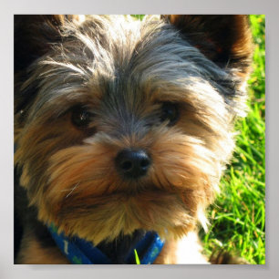 Poster du Yorkshire Terrier Imprimer