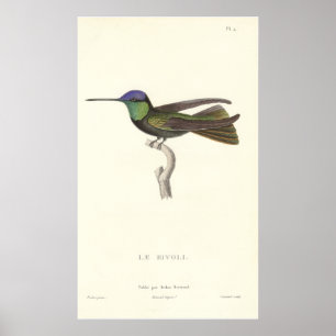 Poster Duc de Rivoli's Hummingbird de l'impression antiqu