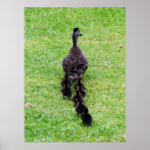 Poster Duck Family