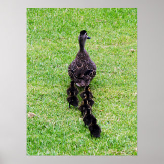 Poster Duck Family