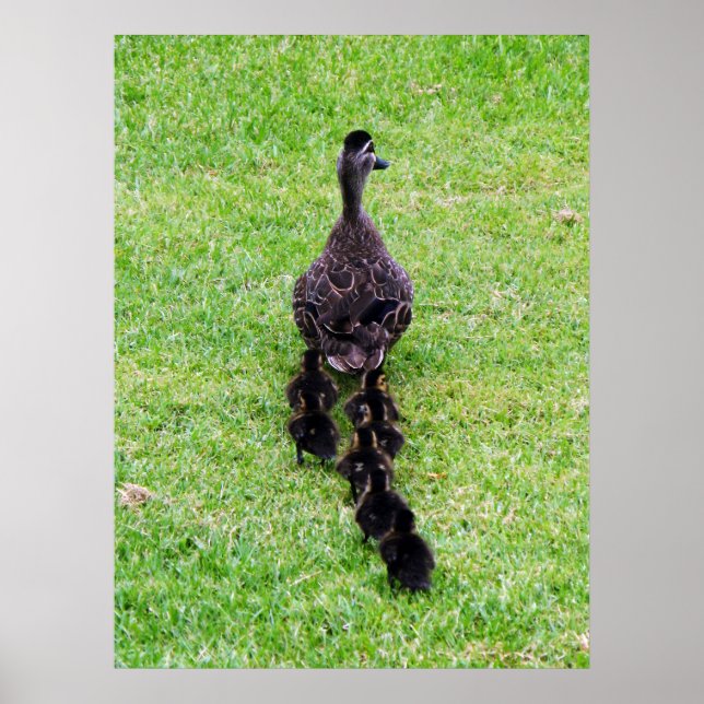 Poster Duck Family (Devant)
