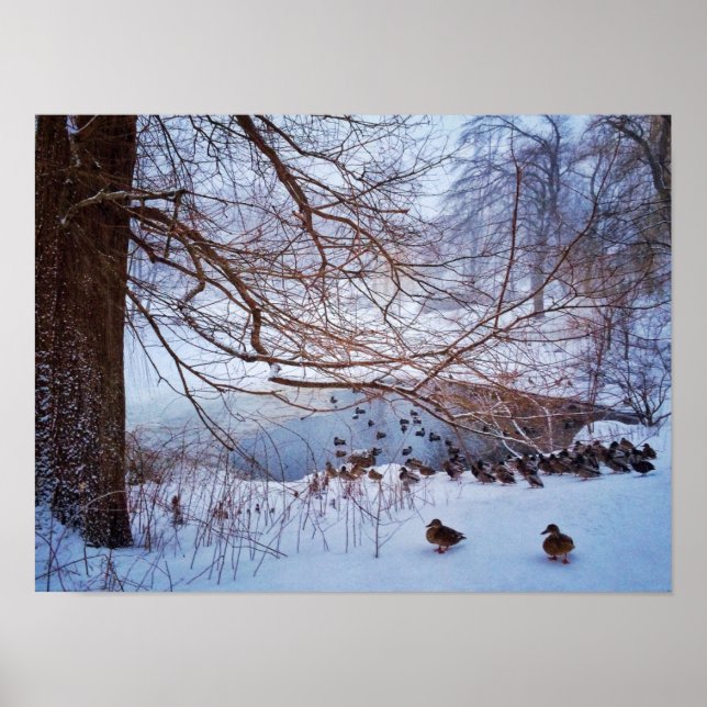 Poster Ducks Gather Around A Frozen Pond (Devant)