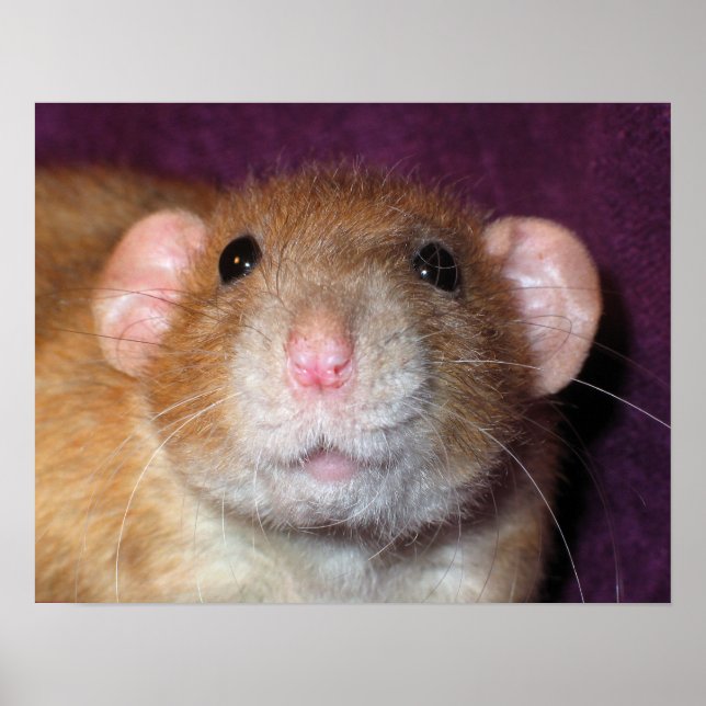 Poster Dumbo Rat (Devant)