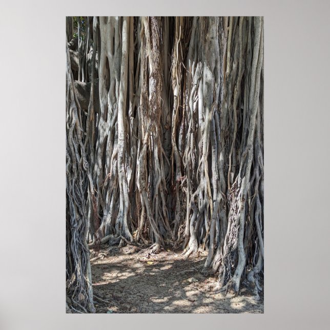 Poster d'un arbre hawaïen de Banyan (Devant)