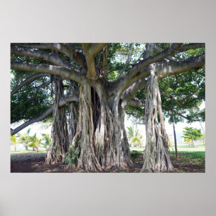 Poster d'un arbre hawaïen de Banyan