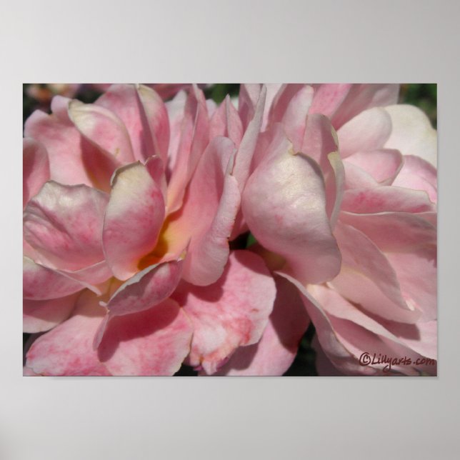 Poster d'un brin de pêche sur rose (Devant)