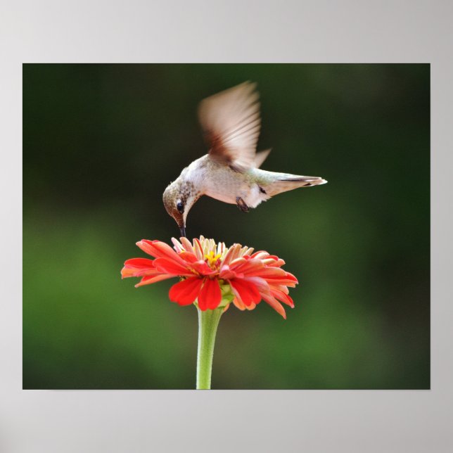 Poster d'un colibri surplombant une affiche d'art  (Devant)