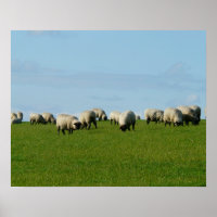 Poster d'un troupeau de moutons sur une colline
