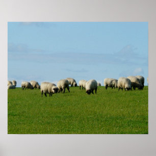 Poster d'un troupeau de moutons sur une colline