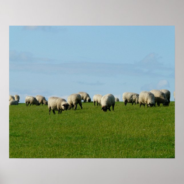 Poster d'un troupeau de moutons sur une colline (Devant)