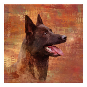 Poster Dutch Shepherd - Illustration utchie