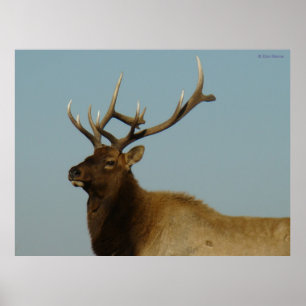 Poster E42 Jeune Wapiti Mâle