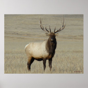 Poster E46 Bull Elk Big Bull