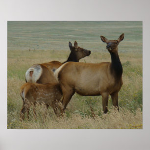 Poster E61 Vache Wapiti et Jeune