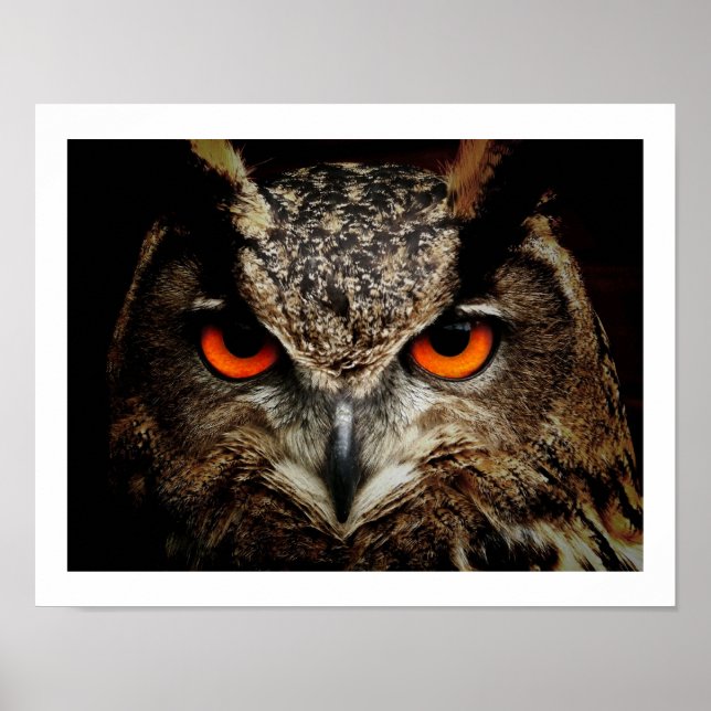 Poster Eagle Owl Eyes (Devant)