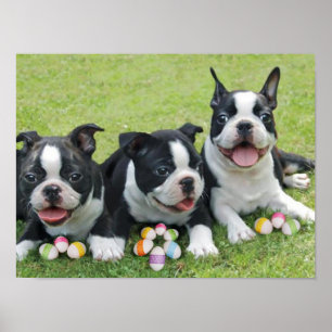 Poster Easter Boston terriers