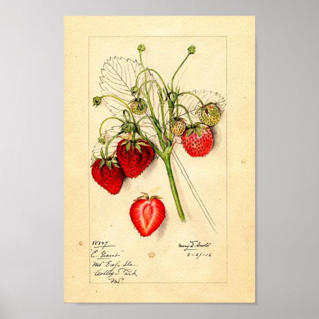 Poster - Eaton Early Giant Strawberries (Devant)