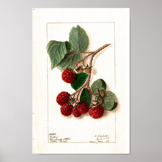 Poster - Eaton Red Raspberries Ellen Schutt 1906 (Devant)