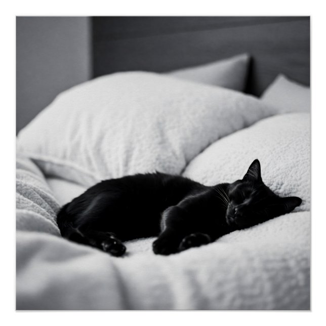 Poster Ebony Dreams : Confort Feline et charme (Devant)