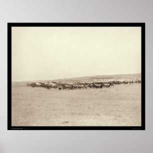 Poster Écart-type 1887 de mules de chariots et de paquet