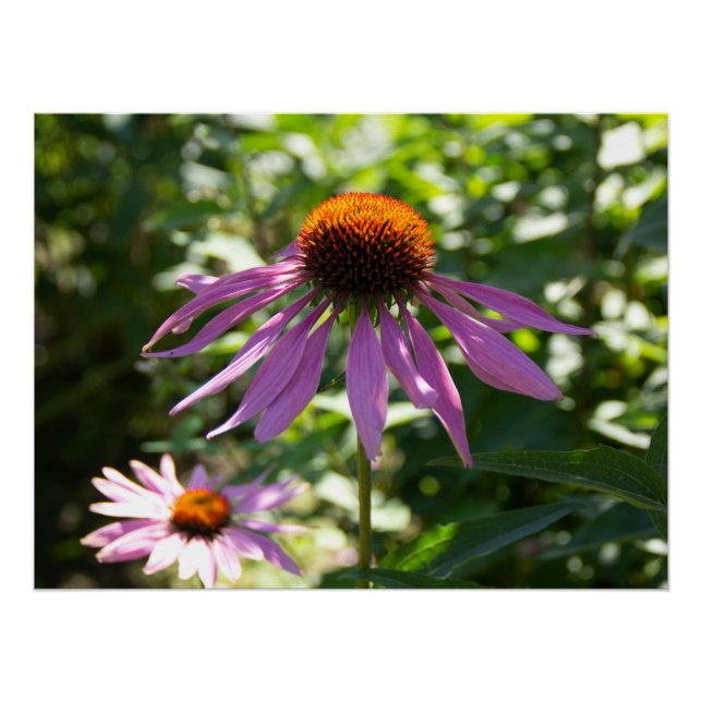 Poster Echinacea dans le jardin photo (Devant)