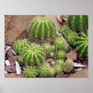 Poster Echinopsis Bruchii