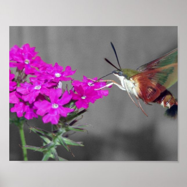 Poster Ecran clair Hummer Oiseau Moth (Devant)