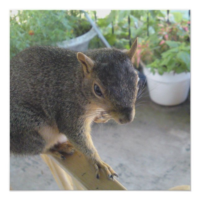 Poster Écureuil Fermer l'affiche parfaite (Devant)