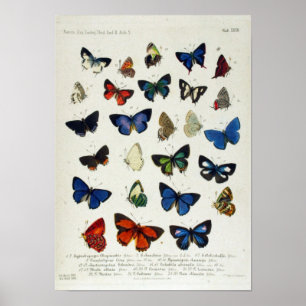 Poster éducatif papillon Vintage naturaliste